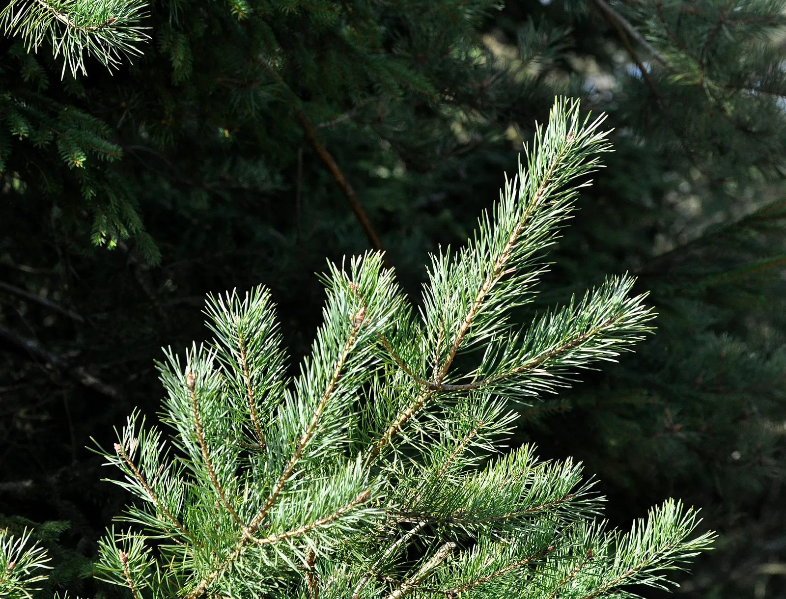 Scotch Pine (Pinus Sylvestris) — typically 1 to 3 inches long; lower branches may die back