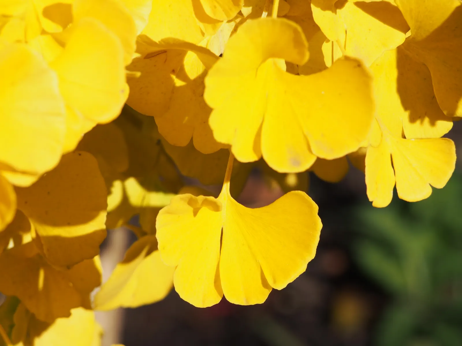Mariken Dwarf Ginkgo Tree (Ginkgo Biloba 'Mariken') — It thrives in USDA zones 4-9, preferring full sun to partial shade and well-drained soil