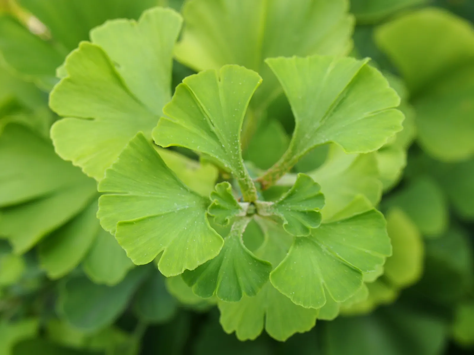 Mariken Dwarf Ginkgo Tree (Ginkgo Biloba 'Mariken') — scientifically known as Ginkgo biloba 'Mariken'