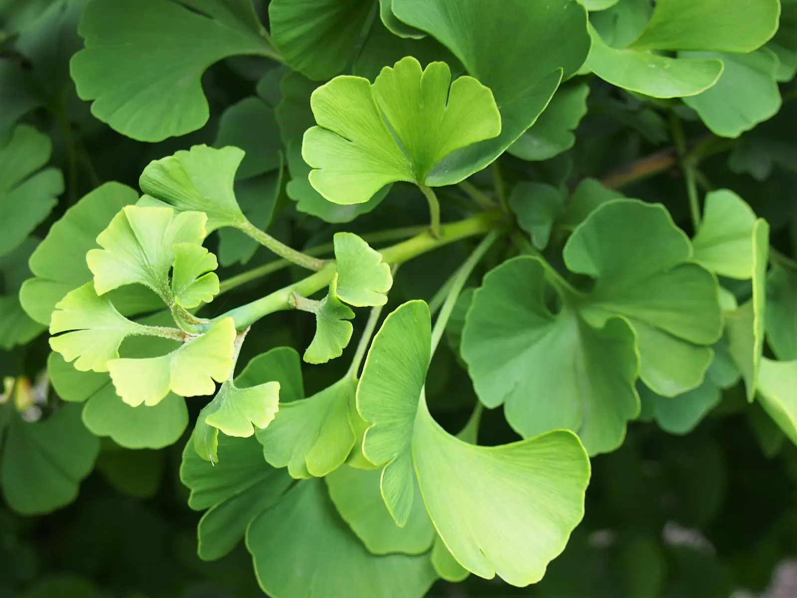 Mariken Dwarf Ginkgo Tree (Ginkgo Biloba 'Mariken') — deciduous conifer often reaches a mature height and spread of 2 to 3 feet