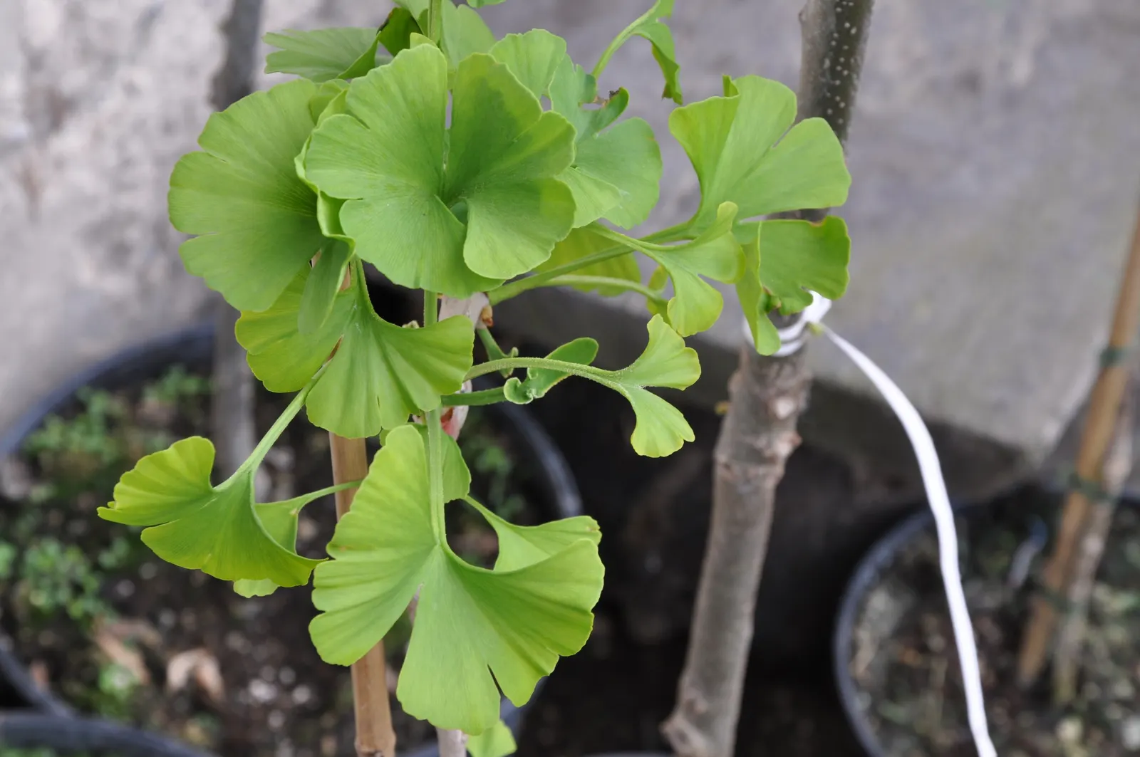 Mariken Dwarf Ginkgo Tree (Ginkgo Biloba 'Mariken') — or as a distinctive container specimen.<br><br>The Mariken's fan-shaped leaves