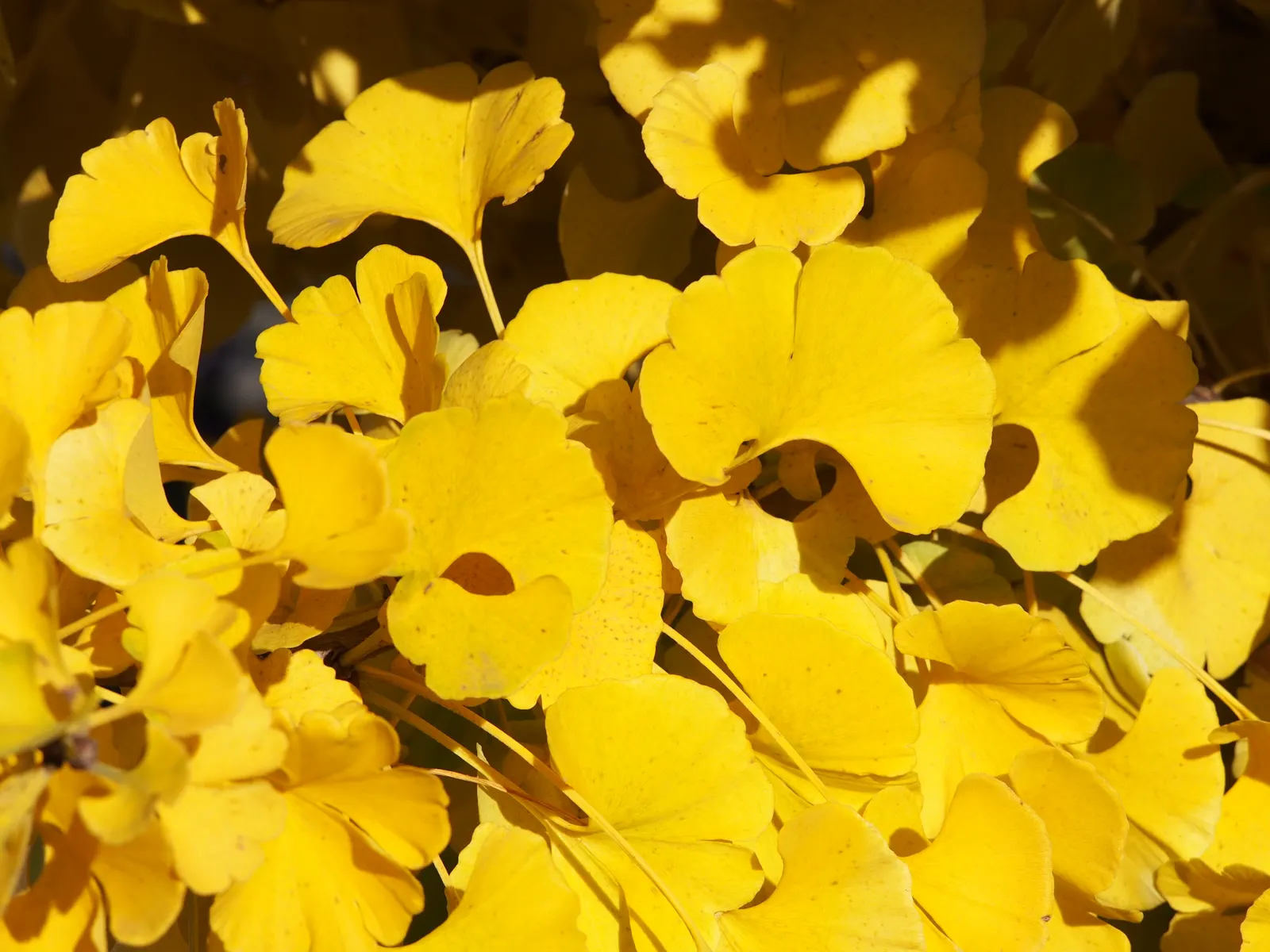 Mariken Dwarf Ginkgo Tree (Ginkgo Biloba 'Mariken') — making it an ideal choice for small gardens