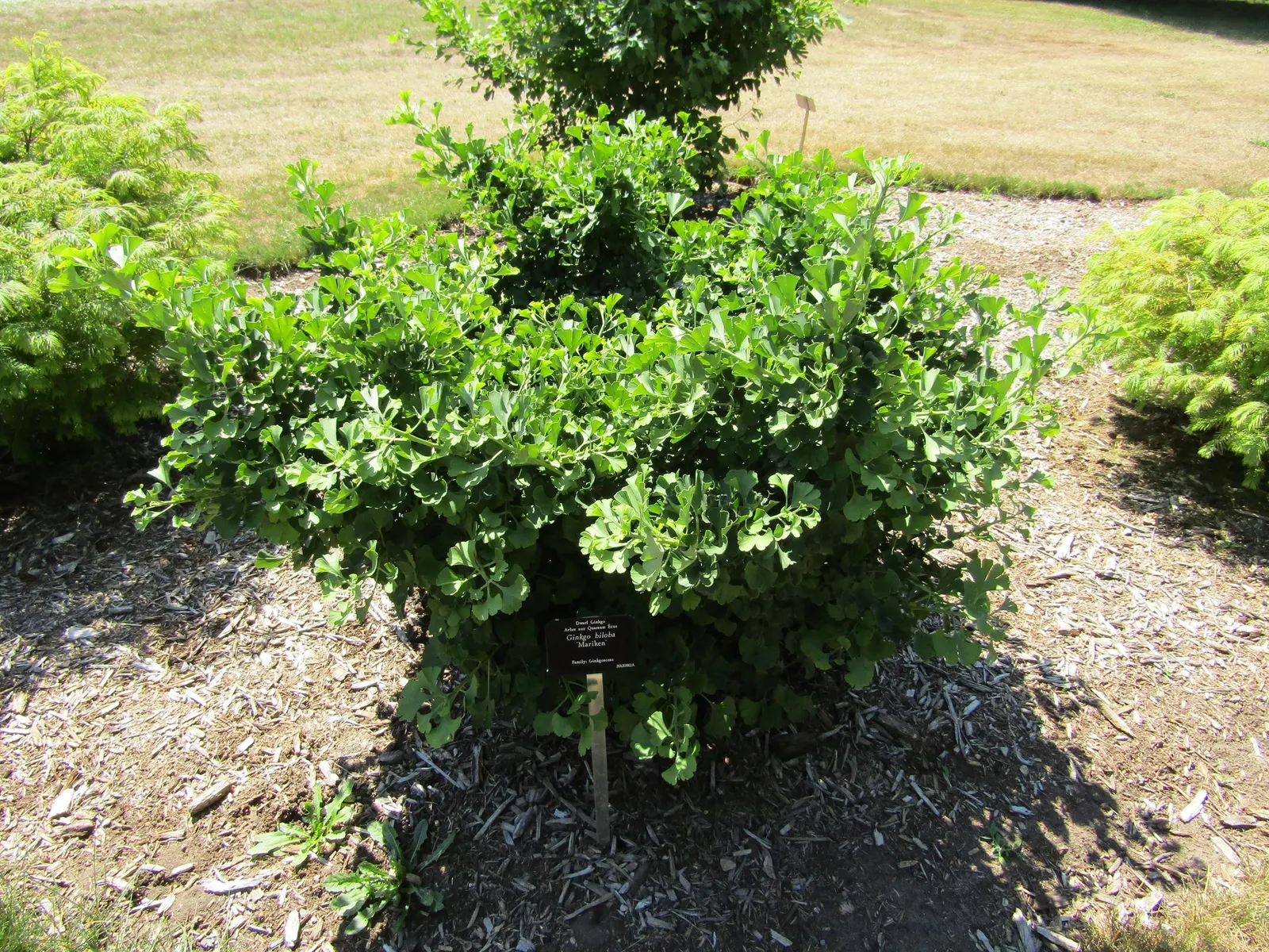 Mariken Dwarf Ginkgo Tree (Ginkgo Biloba 'Mariken') — Ideal for small gardens and containers, it offers visual interest with minimal maintenance