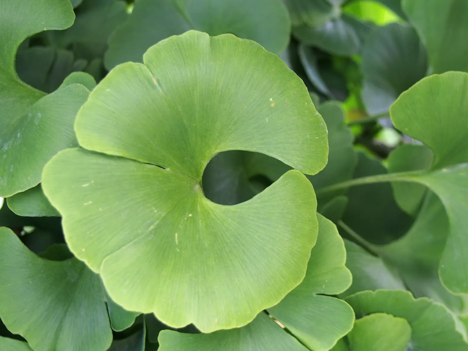 Mariken Dwarf Ginkgo Tree (Ginkgo Biloba 'Mariken') — is a captivating cultivar acclaimed for its compact growth habit and exceptional foliage