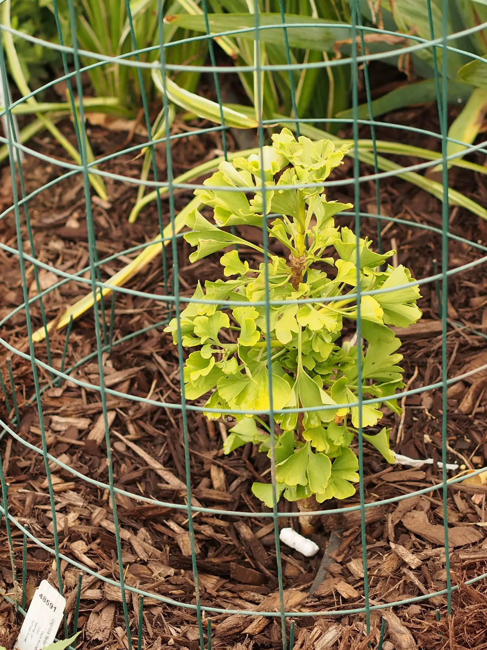 Mariken Dwarf Ginkgo Tree (Ginkgo Biloba 'Mariken') — which can extend up to 3 inches wide