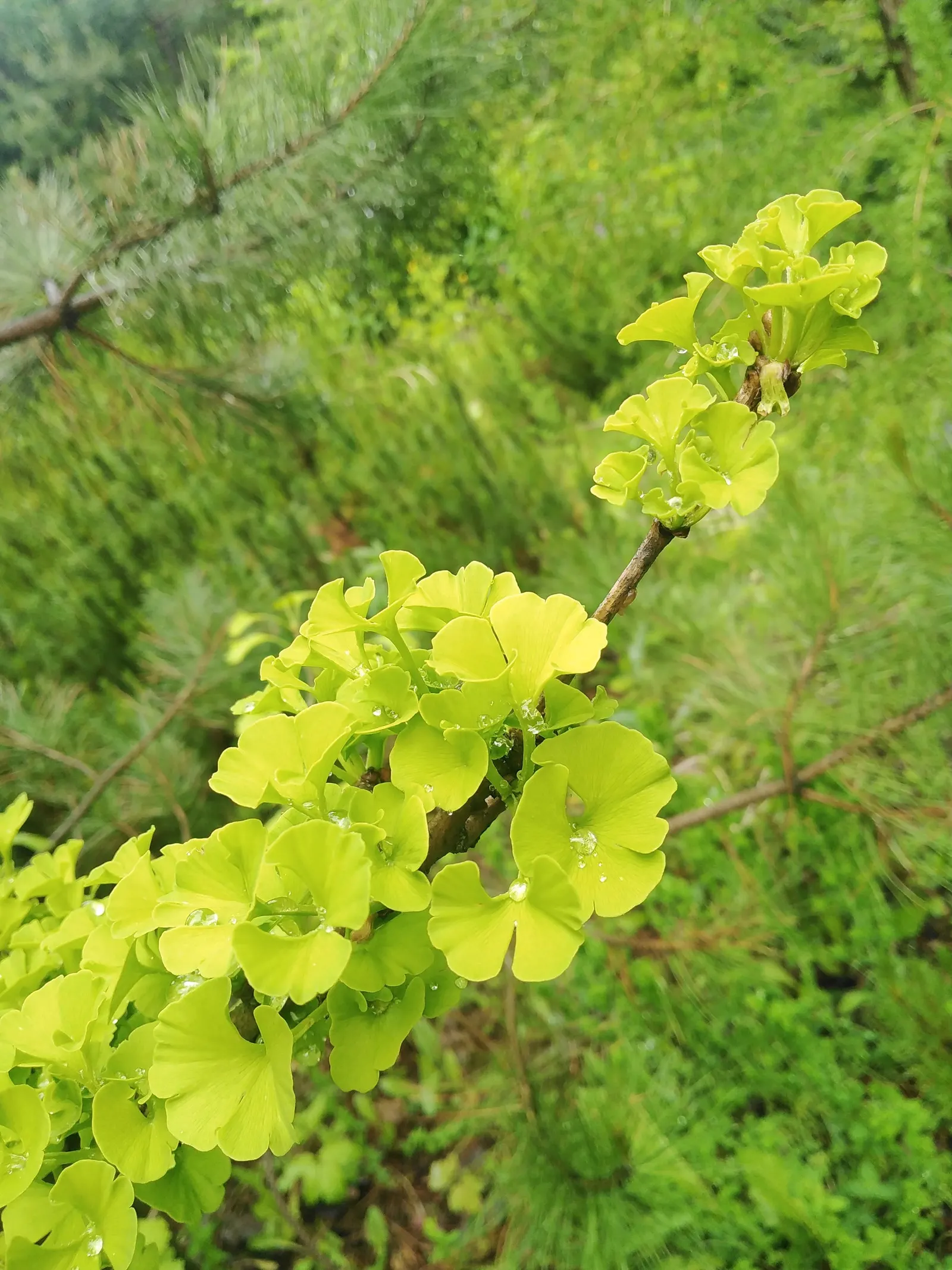 Mariken Dwarf Ginkgo Tree (Ginkgo Biloba 'Mariken') — This deciduous conifer showcases unique, fan-shaped green foliage, turning vibrant yellow in fall