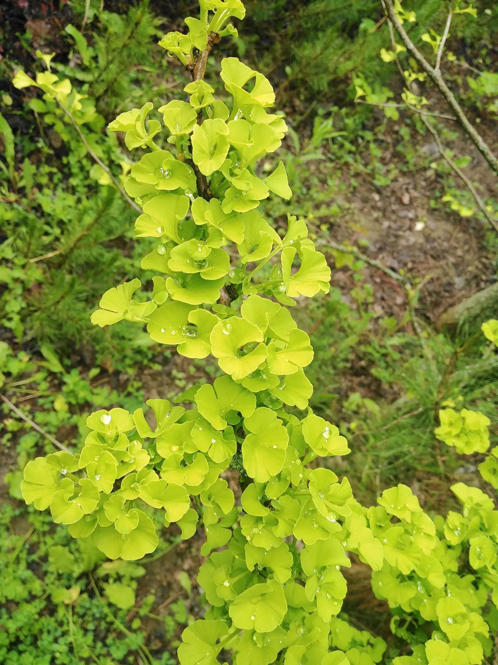 Mariken Dwarf Ginkgo Tree (Ginkgo Biloba 'Mariken') — slow-growing ornamental tree reaching 2-3 feet tall with a width of 2-4 feet after 10 years