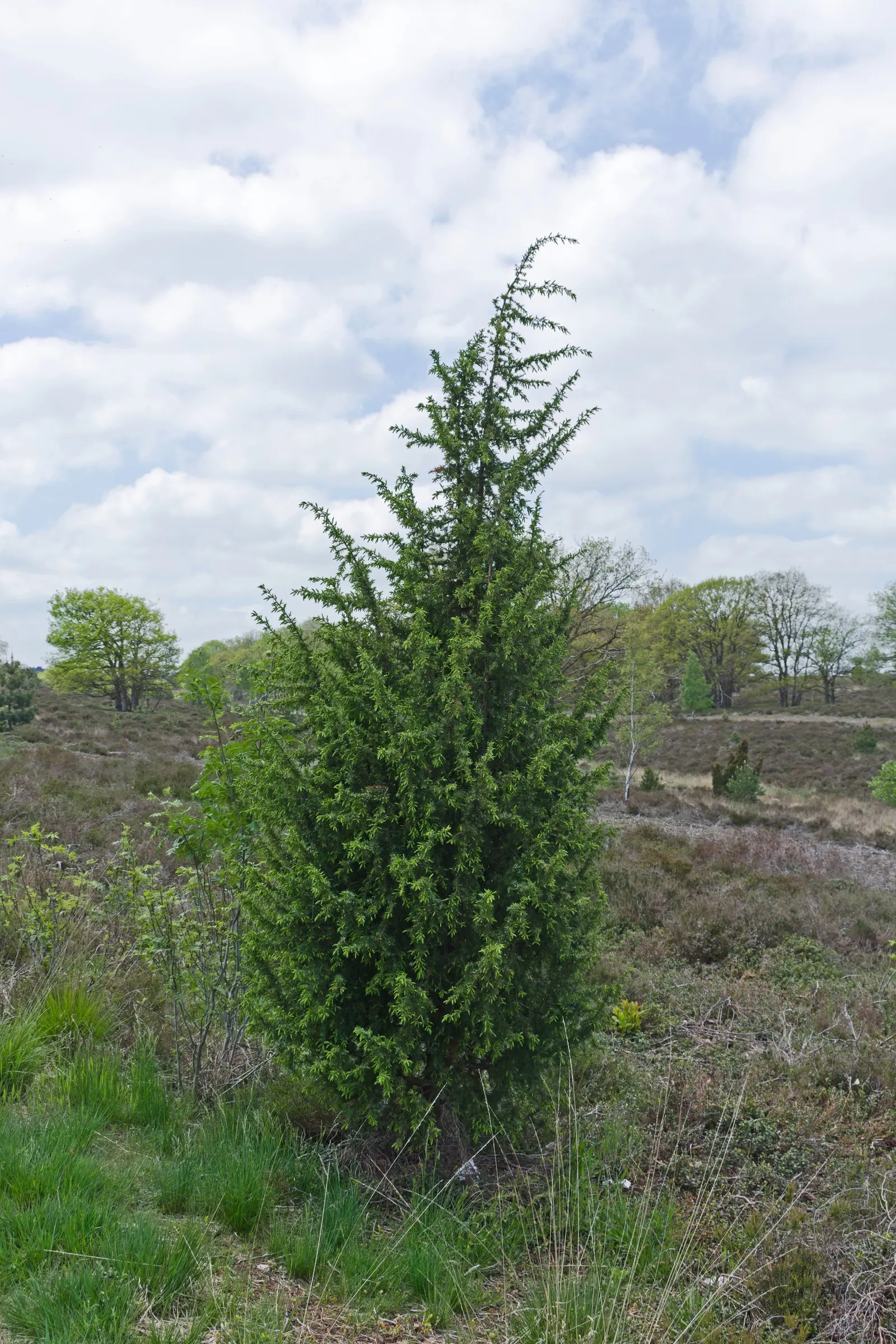 Common Columnar Juniper (Juniperus Communis 'Compressa') — Ideal for narrow spaces in landscape designs; which typically reaches a mature height of 5 to 6 feet