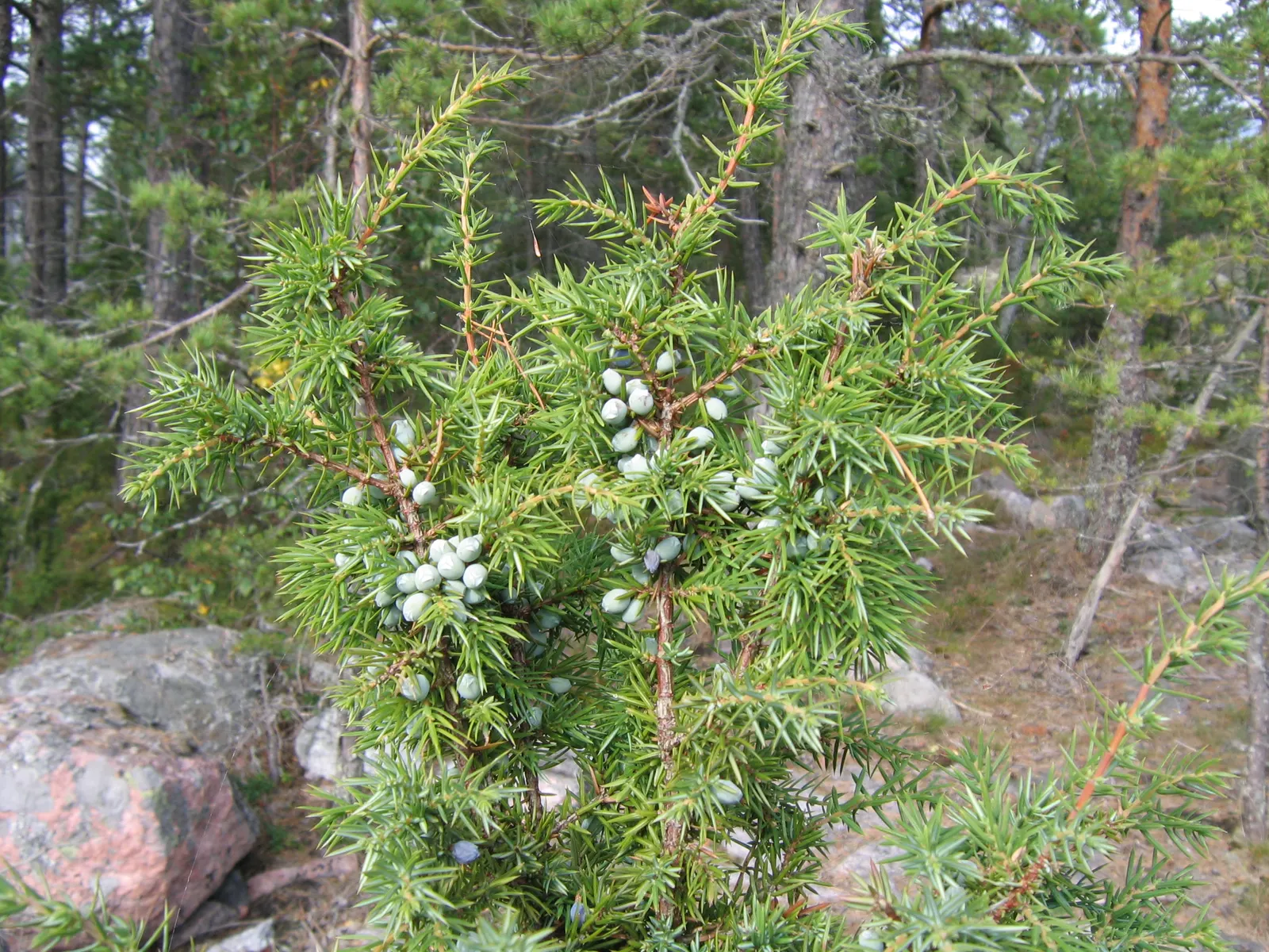 Common Columnar Juniper (Juniperus Communis 'Compressa') — commonly known as the Common Columnar Juniper; reaching up to 5 feet in height and 1 foot in width