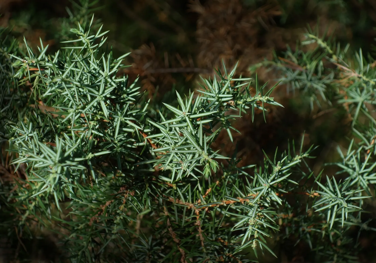 Common Columnar Juniper (Juniperus Communis 'Compressa') — exhibiting drought tolerance once established; commonly known as the Common Columnar Juniper