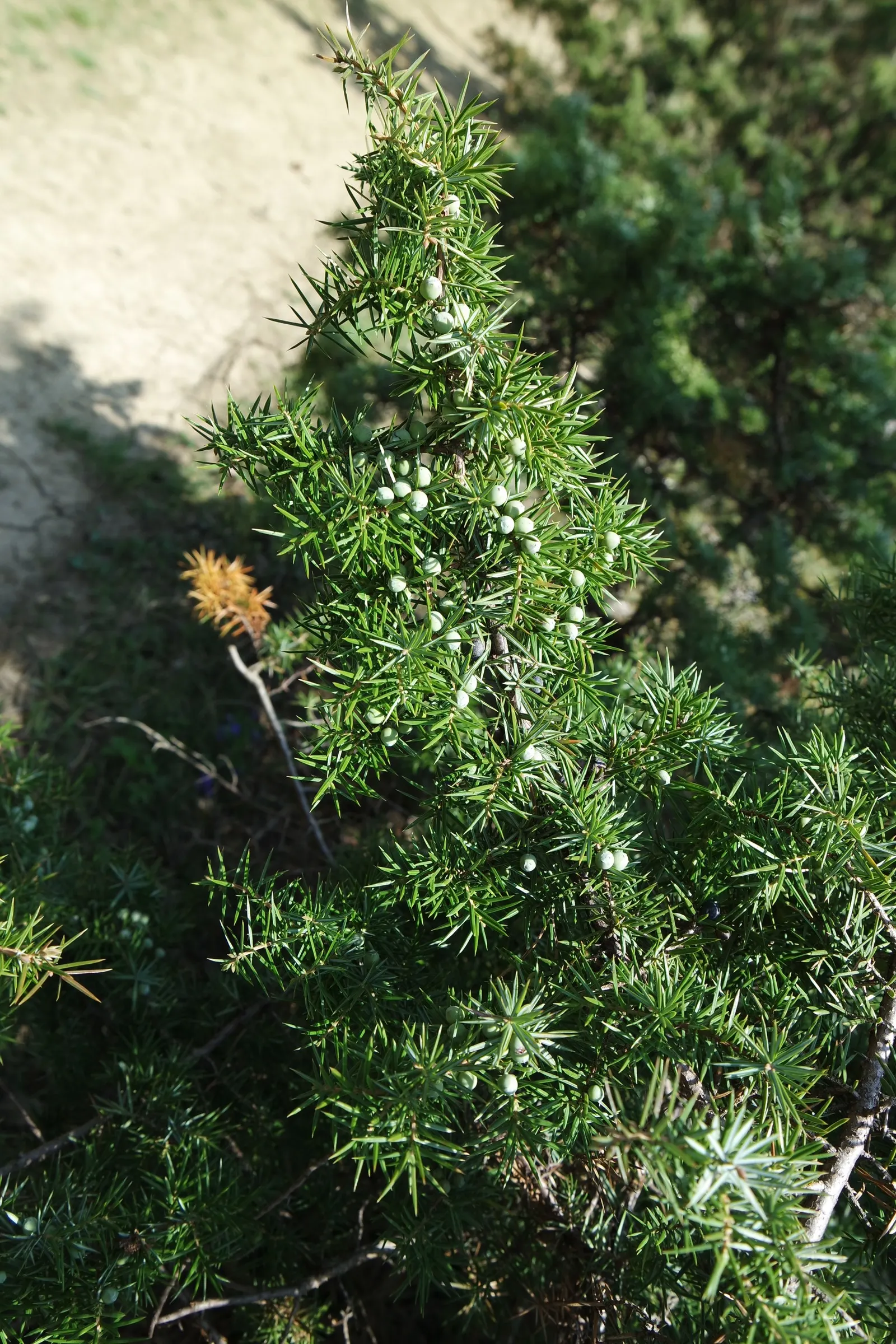 Common Columnar Juniper (Juniperus Communis 'Compressa') — The 'Compressa' is resistant to many diseases and pests; providing year-round interest and structure