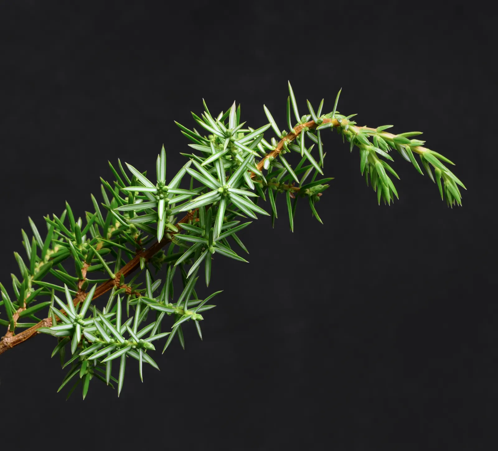 Common Columnar Juniper (Juniperus Communis 'Compressa') — shrub for full or half or shade