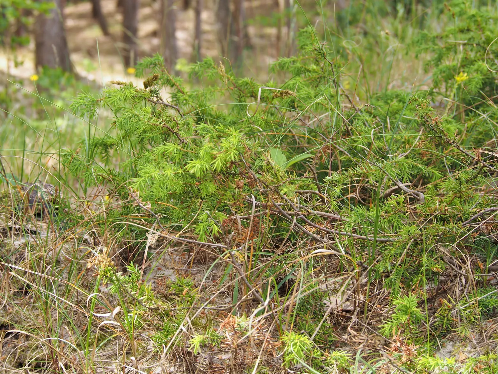 Common Columnar Juniper (Juniperus Communis 'Compressa') — underscoring its low-maintenance nature; exhibiting drought tolerance once established