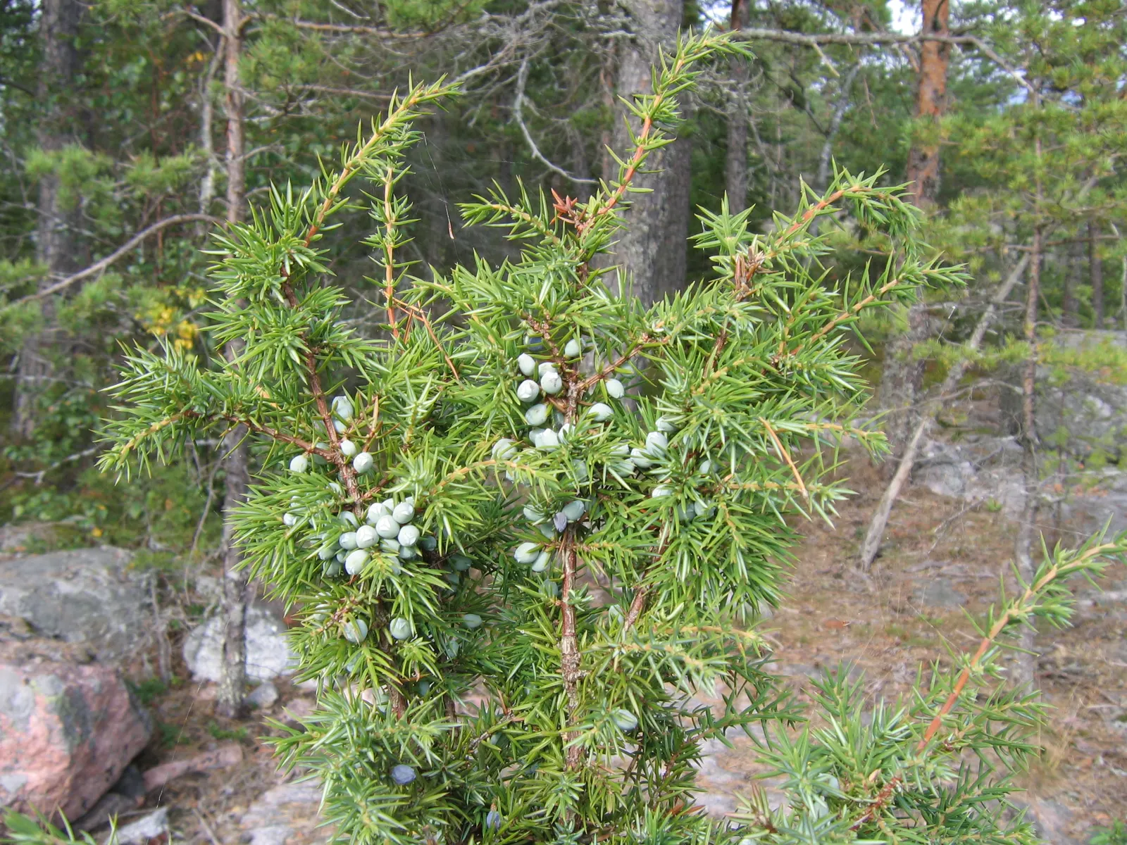 Common Columnar Juniper (Juniperus Communis 'Compressa') — it provides vertical accents without the need for regular pruning; or even in container plantings