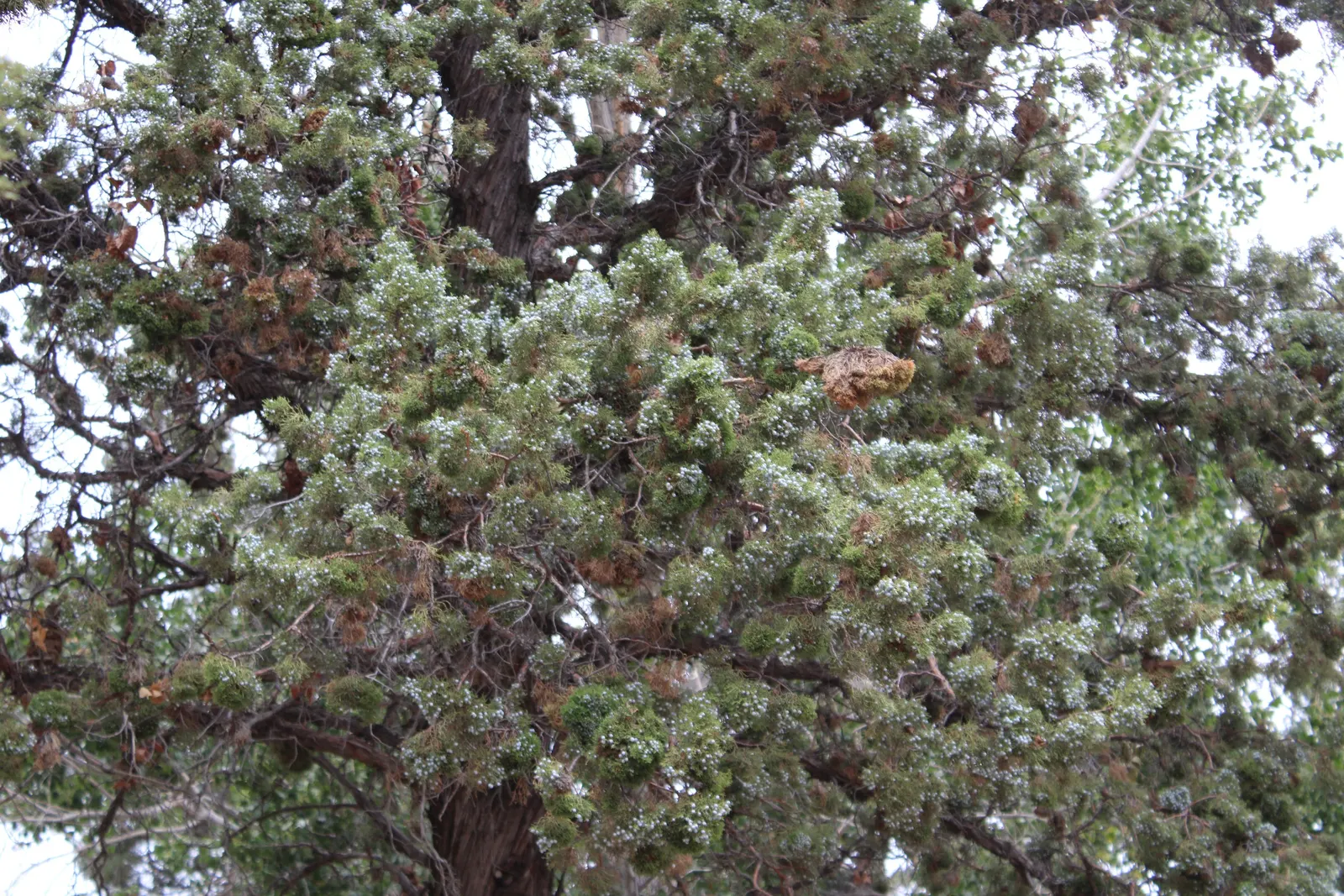 Common Columnar Juniper (Juniperus Communis 'Compressa') — which typically reaches a mature height of 5 to 6 feet and maintains a slender width of, image 32