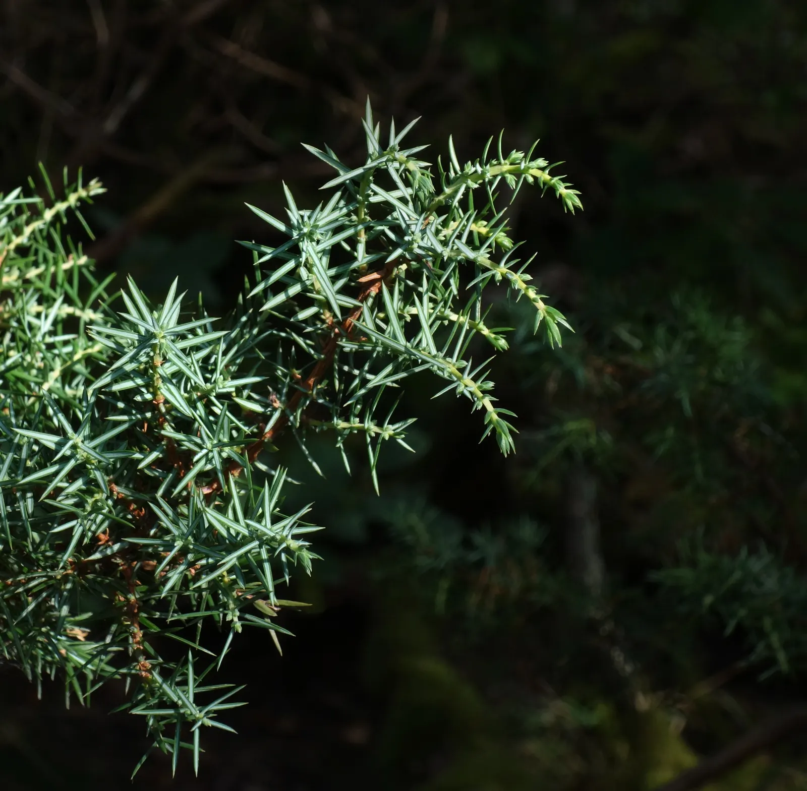 Common Columnar Juniper (Juniperus Communis 'Compressa') — reaching up to 5 feet in height and 1 foot in width at maturity; aesthetic appeal and is pleasantly