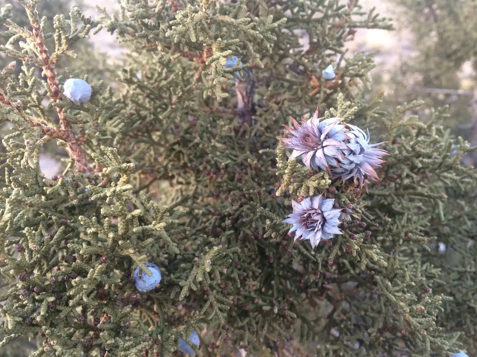 Common Columnar Juniper (Juniperus Communis 'Compressa') — evergreen conifer of exquisite form that provides vertical accentuation in landscape designs; this