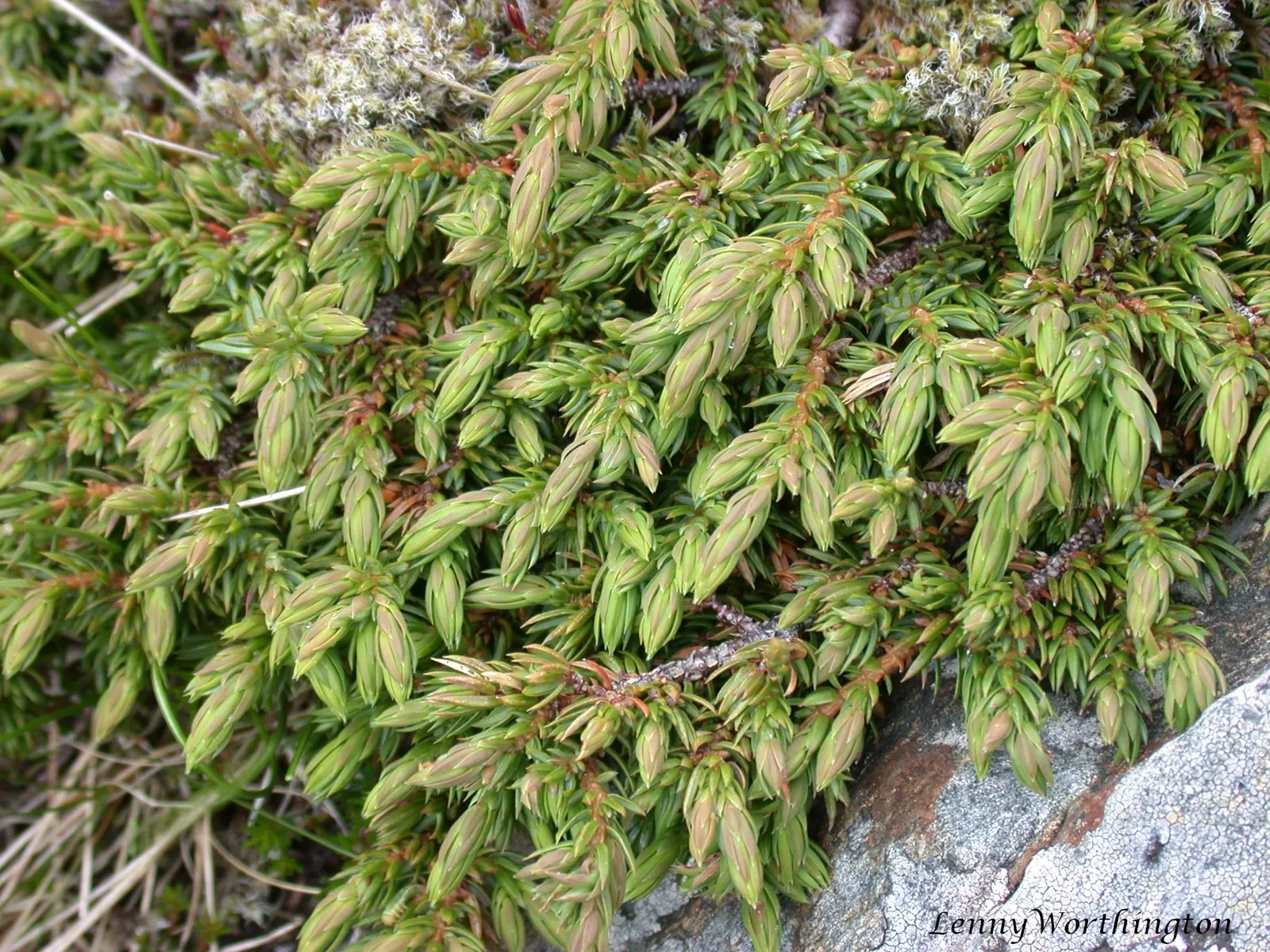 Common Columnar Juniper (Juniperus Communis 'Compressa') — This slow-growing juniper thrives in USDA zones 2-6, requires full sun, and well-drained soil; its