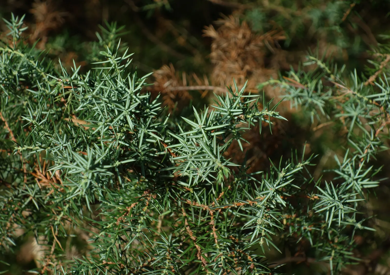 Common Columnar Juniper (Juniperus Communis 'Compressa') — The Juniperus communis 'Compressa' is a dwarf evergreen conifer with a distinct columnar form; this