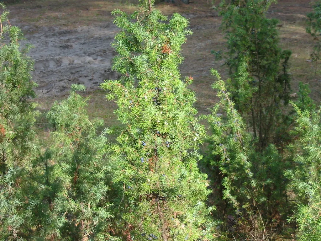 Common Columnar Juniper (Juniperus Communis 'Compressa') — It prefers well-drained soil; shrub for full or half or shade