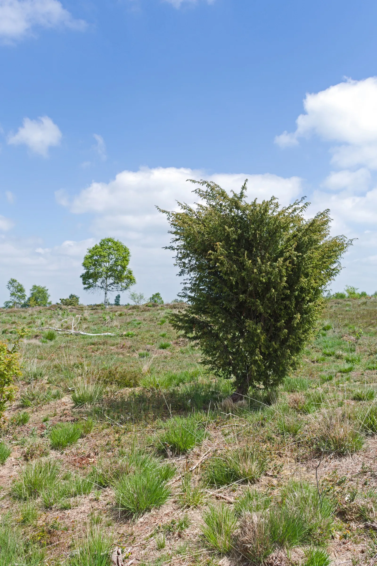 Common Columnar Juniper (Juniperus Communis 'Compressa') — Its dense, blue-green needles add year-round interest; its slow growth rate and columnar form mean