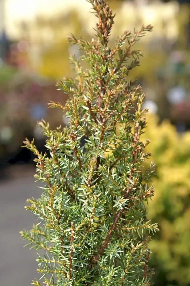 Common Columnar Juniper (Juniperus Communis 'Compressa') — consider its unique shape and texture to complement both traditional and contemporary landscapes