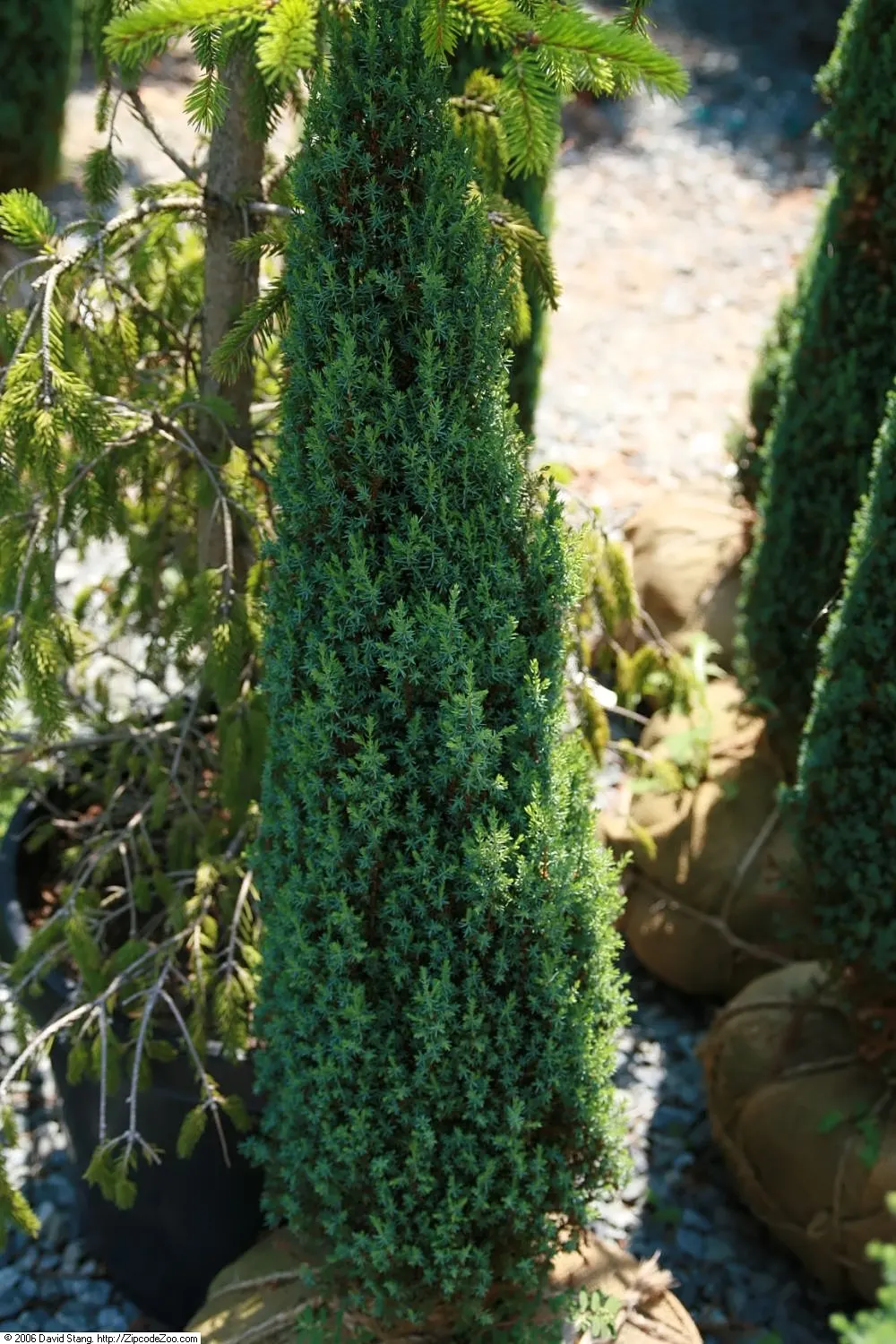 Common Columnar Juniper (Juniperus Communis 'Compressa') — providing year-round interest and structure to the visual composition