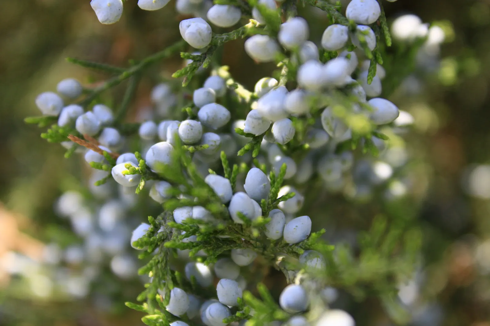 Common Columnar Juniper (Juniperus Communis 'Compressa') — This dwarf cultivar distinguishes itself with its narrow; the 'Compressa' is resistant to many