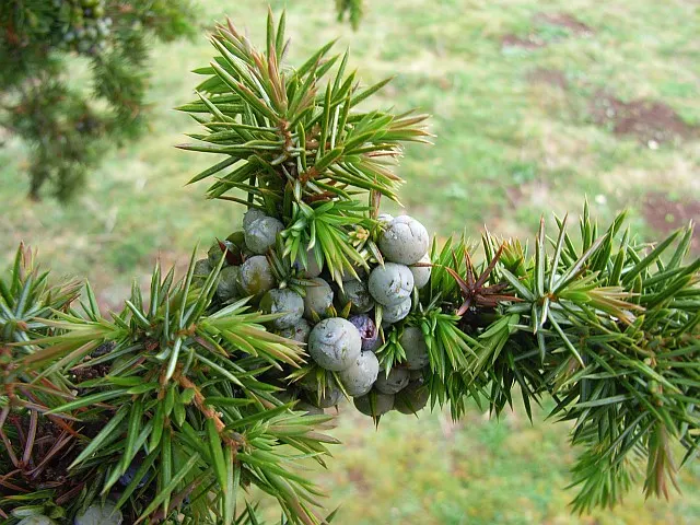 Common Columnar Juniper (Juniperus Communis 'Compressa') — aesthetic appeal and is pleasantly aromatic when crushed; evergreen conifer of exquisite form that