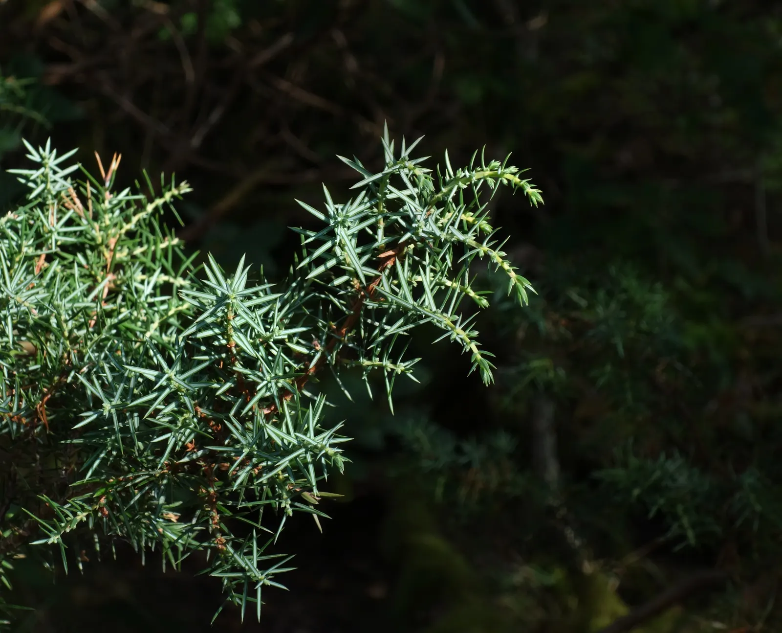 Common Columnar Juniper (Juniperus Communis 'Compressa') — adding a sensory dimension to the garden.<br><br>Adapted to USDA Hardiness Zones 2, image 34