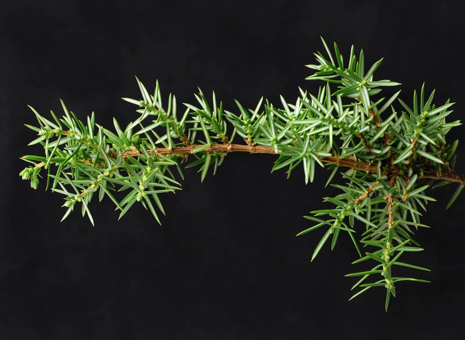 Common Columnar Juniper (Juniperus Communis 'Compressa') — When designing with this plant