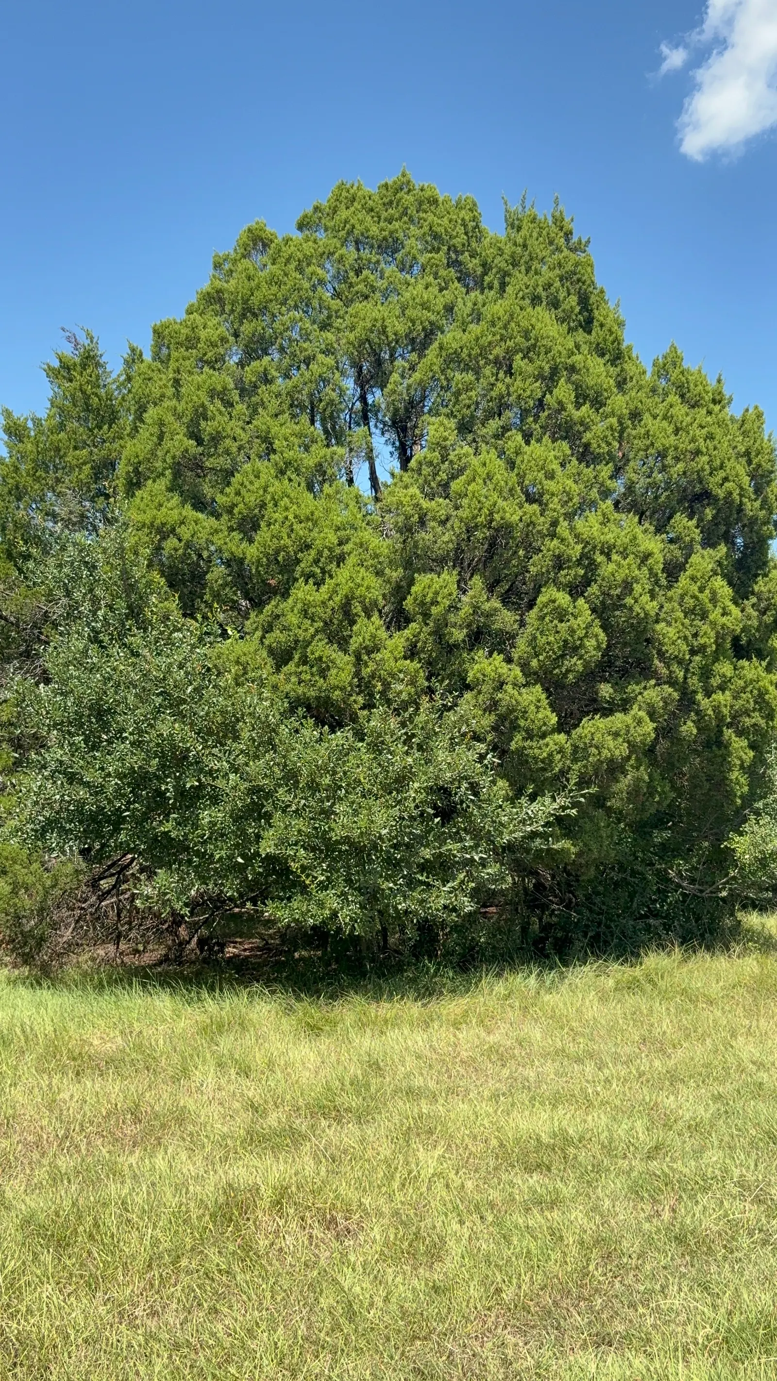 Common Columnar Juniper (Juniperus Communis 'Compressa') — or even in container plantings where space is limited