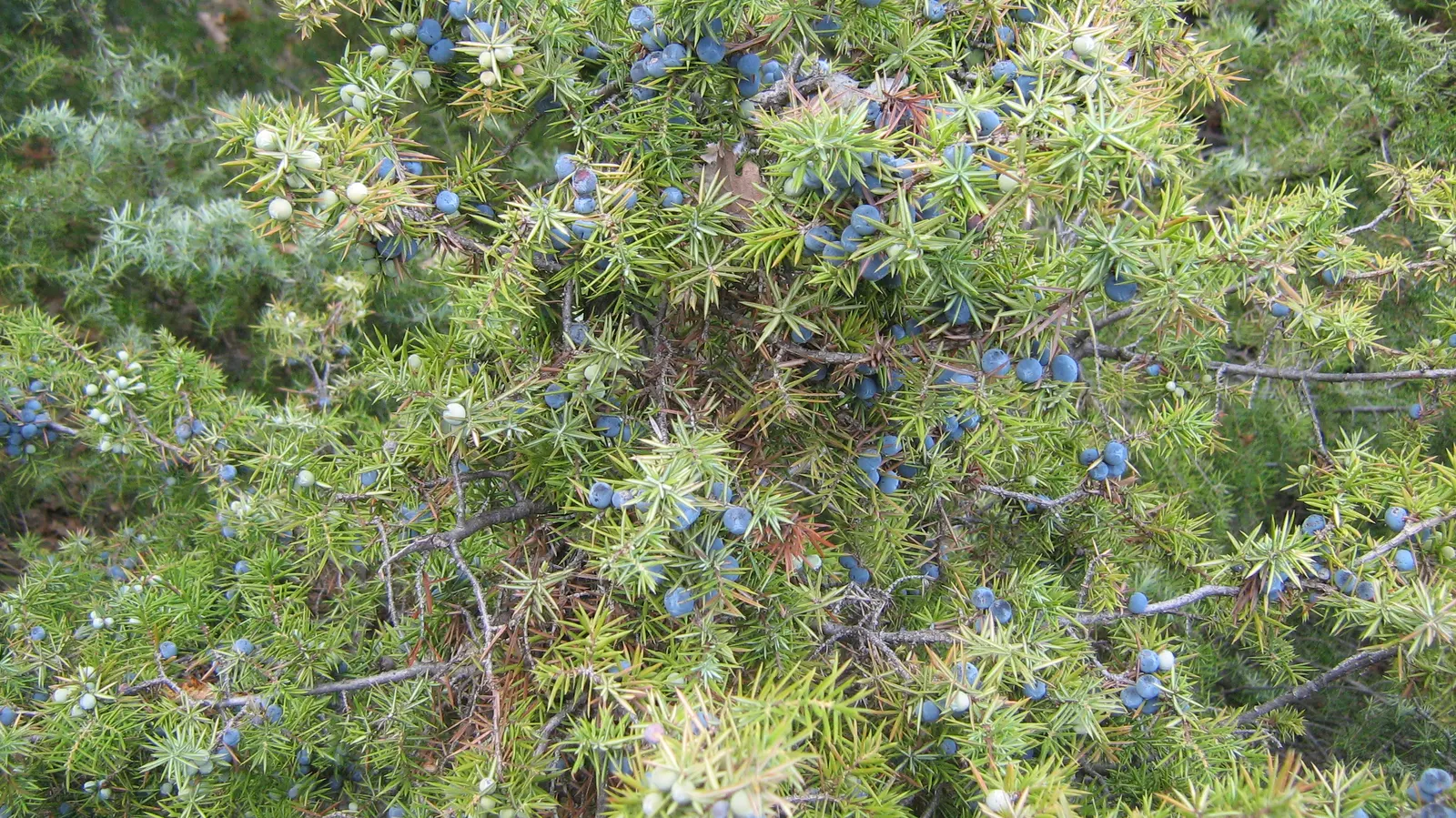 Common Columnar Juniper (Juniperus Communis 'Compressa') — The 'Compressa' is resistant to many diseases and pests