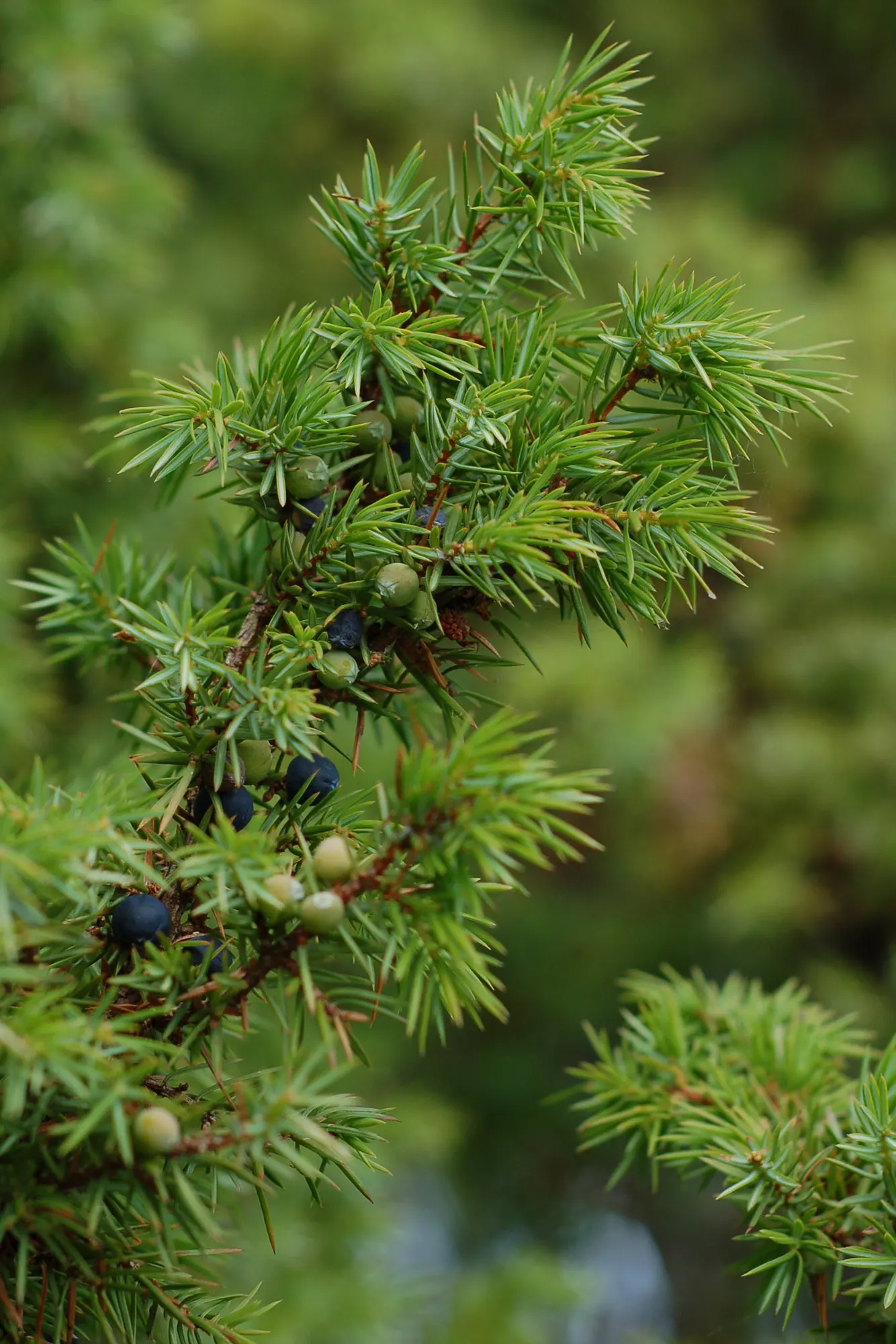 Common Columnar Juniper (Juniperus Communis 'Compressa') — exhibiting drought tolerance once established