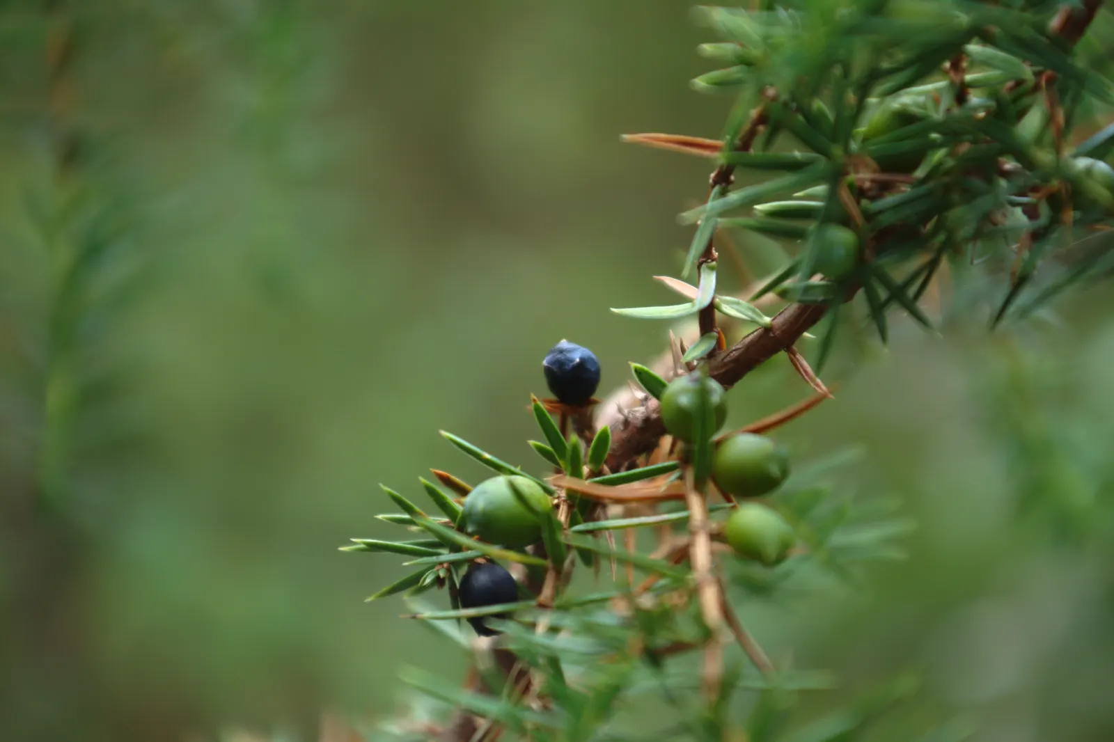 Common Columnar Juniper (Juniperus Communis 'Compressa') — Its slow growth rate and columnar form mean it rarely requires pruning, ensuring ease of upkeep for