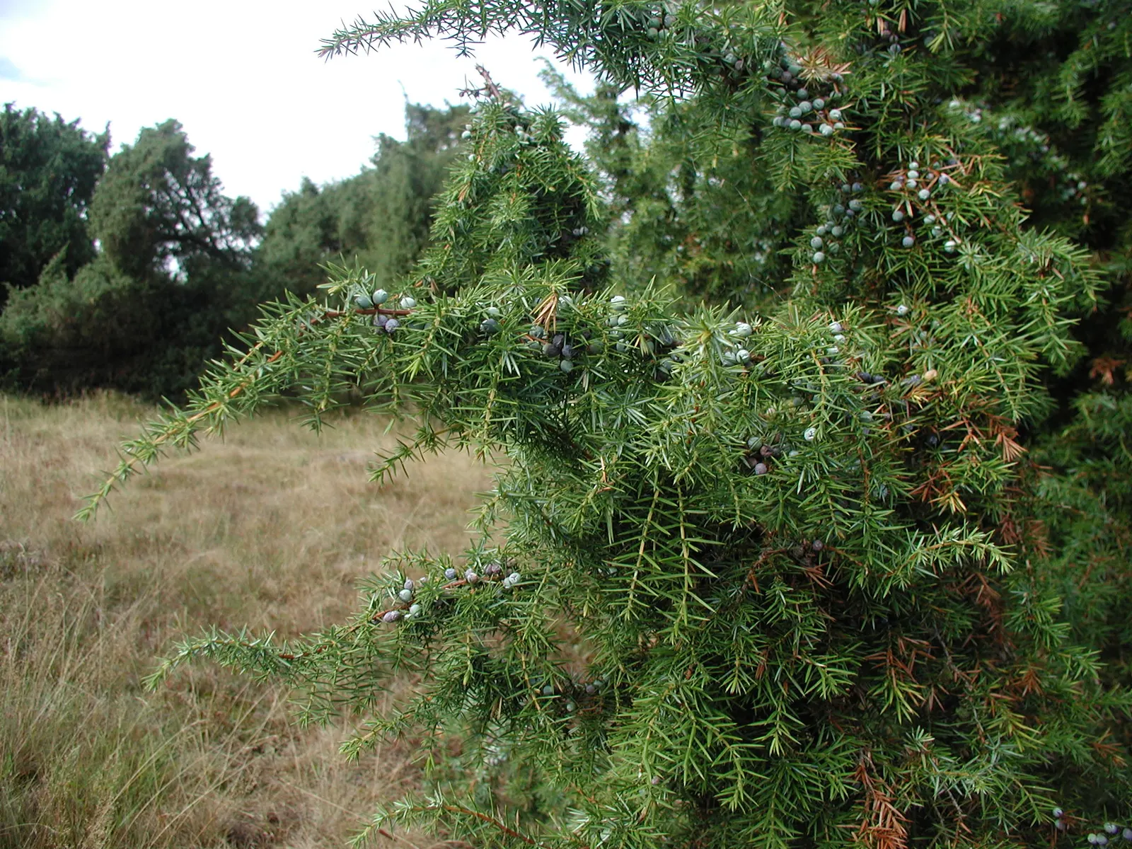 Common Columnar Juniper (Juniperus Communis 'Compressa') — aesthetic appeal and is pleasantly aromatic when crushed