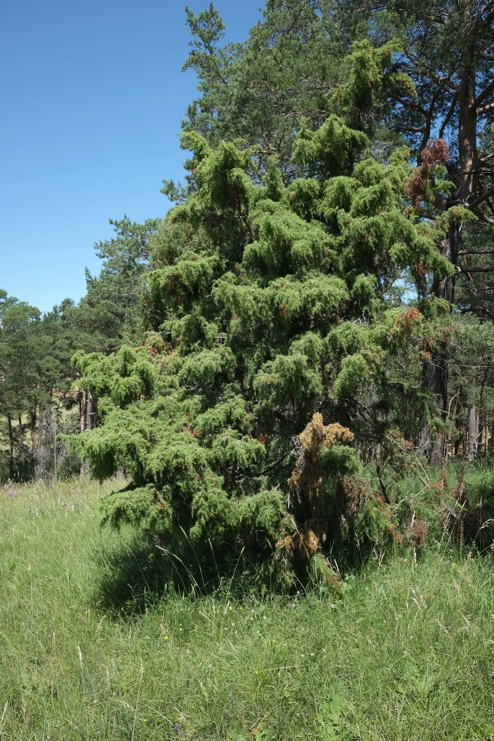 Common Columnar Juniper (Juniperus Communis 'Compressa') — This dwarf cultivar distinguishes itself with its narrow