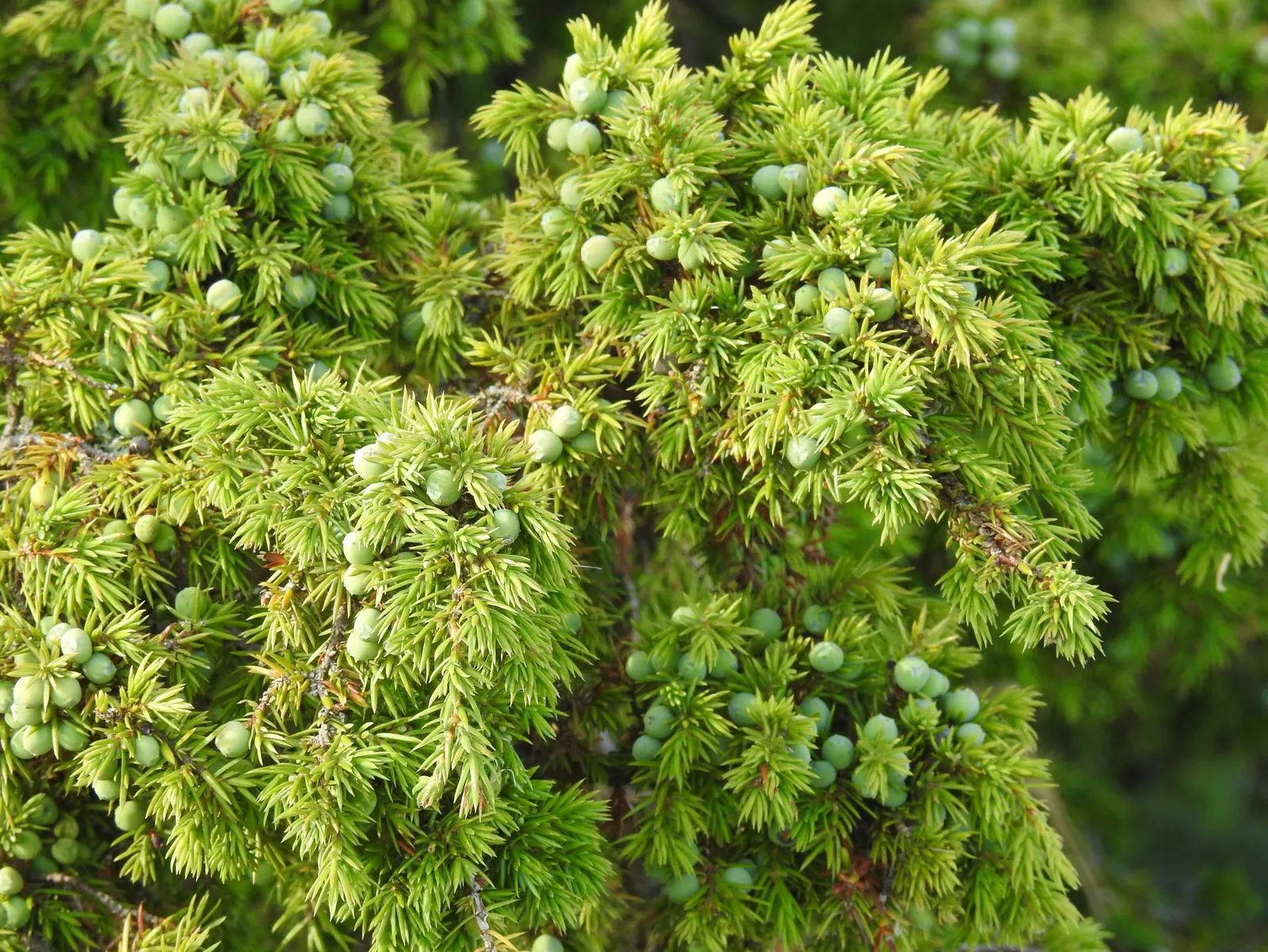 Common Columnar Juniper (Juniperus Communis 'Compressa') — which typically reaches a mature height of 5 to 6 feet and maintains a slender width of