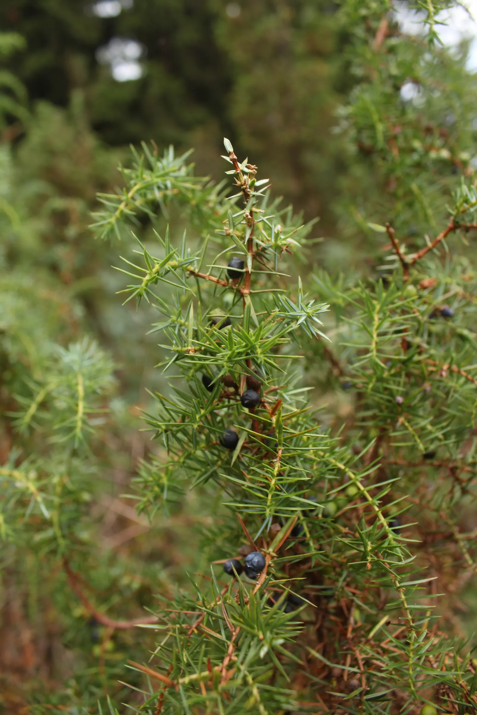 Common Columnar Juniper (Juniperus Communis 'Compressa') — underscoring its low-maintenance nature