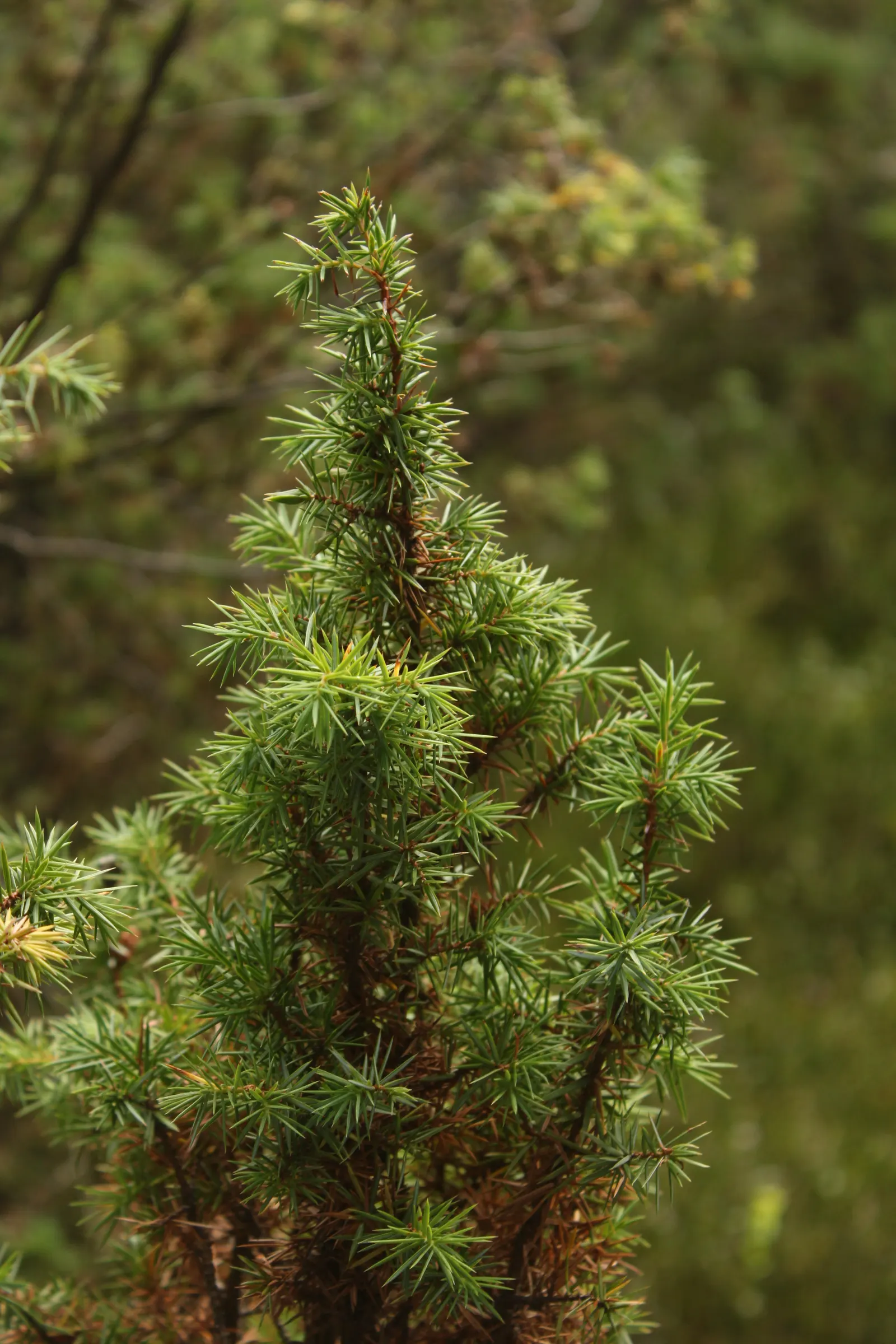 Common Columnar Juniper (Juniperus Communis 'Compressa') — adding a sensory dimension to the garden.<br><br>Adapted to USDA Hardiness Zones 2 through 6