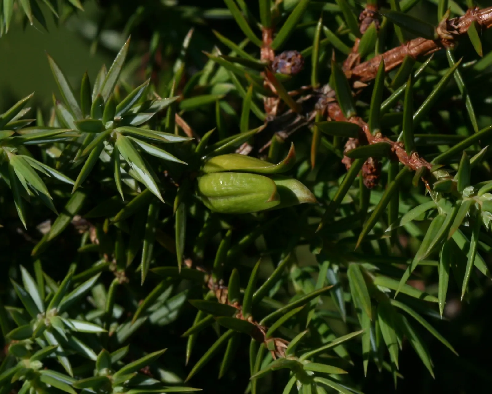 Common Columnar Juniper (Juniperus Communis 'Compressa') — evergreen conifer of exquisite form that provides vertical accentuation in landscape designs