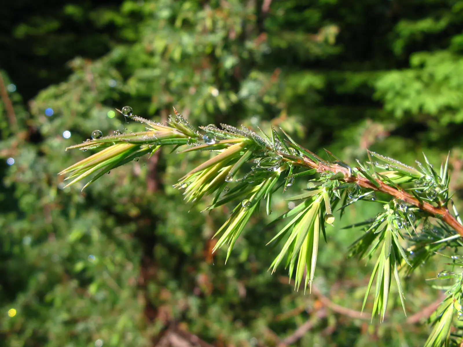 Common Columnar Juniper (Juniperus Communis 'Compressa') — It prefers well-drained soil