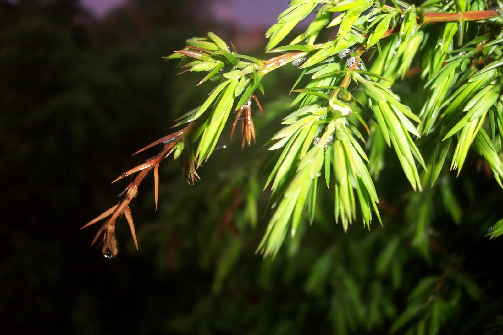 Common Columnar Juniper (Juniperus Communis 'Compressa') — it provides vertical accents without the need for regular pruning