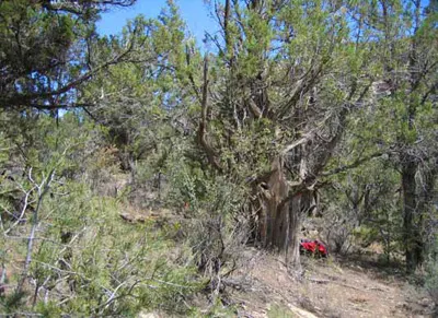 Common Columnar Juniper (Juniperus Communis 'Compressa') — This slow-growing juniper thrives in USDA zones 2-6, requires full sun, and well-drained soil