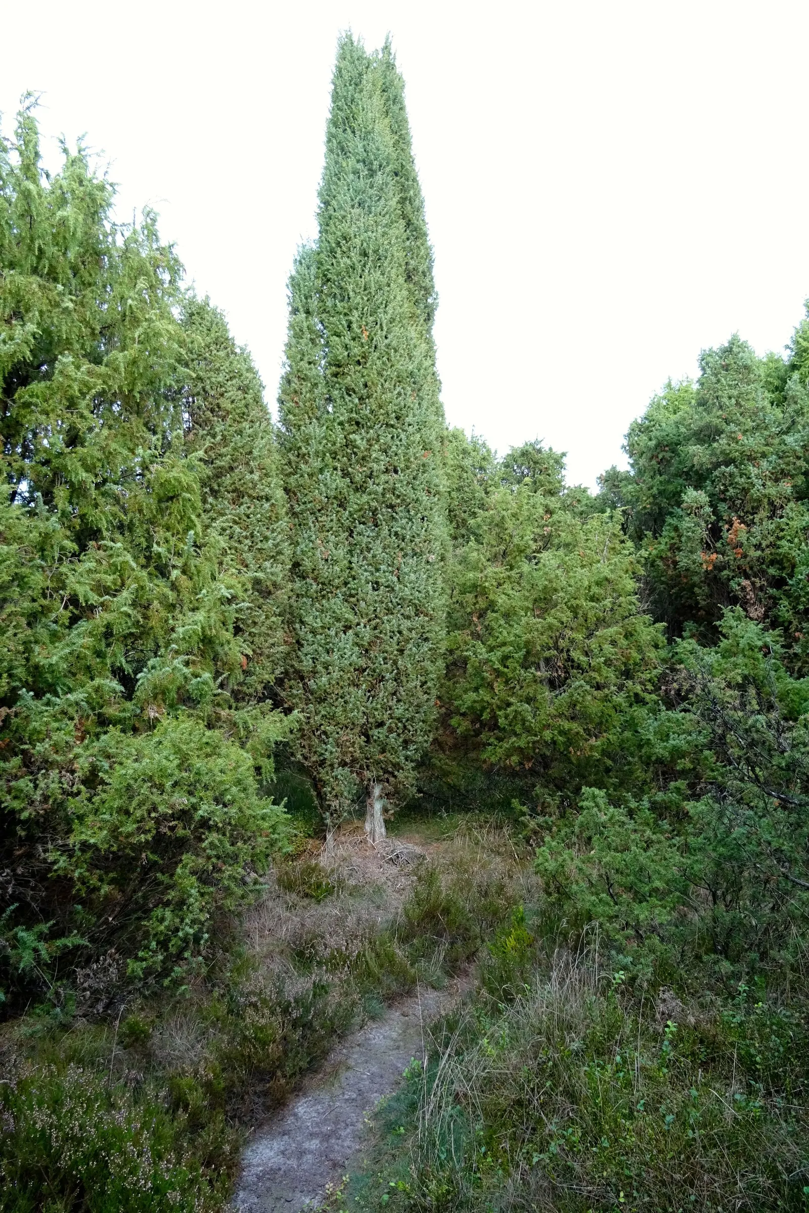 Common Columnar Juniper (Juniperus Communis 'Compressa') — Its dense, blue-green needles add year-round interest