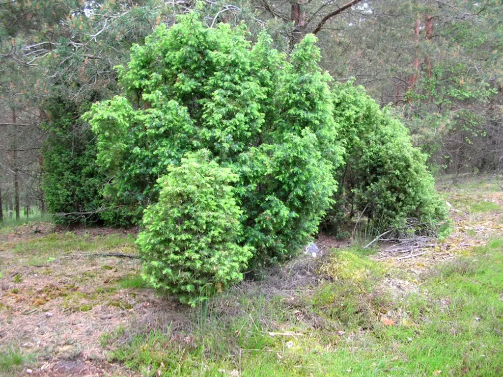 Common Columnar Juniper (Juniperus Communis 'Compressa') — The Juniperus communis 'Compressa' is a dwarf evergreen conifer with a distinct columnar form