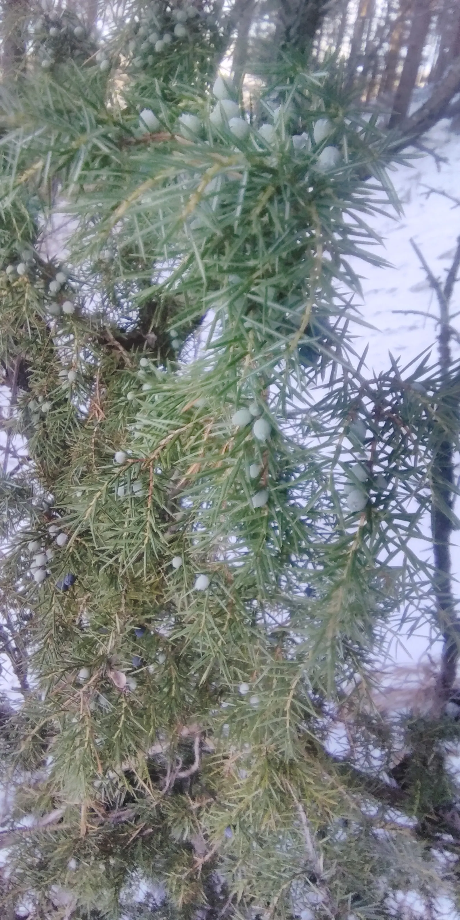 Common Columnar Juniper (Juniperus Communis 'Compressa') — reaching up to 5 feet in height and 1 foot in width at maturity
