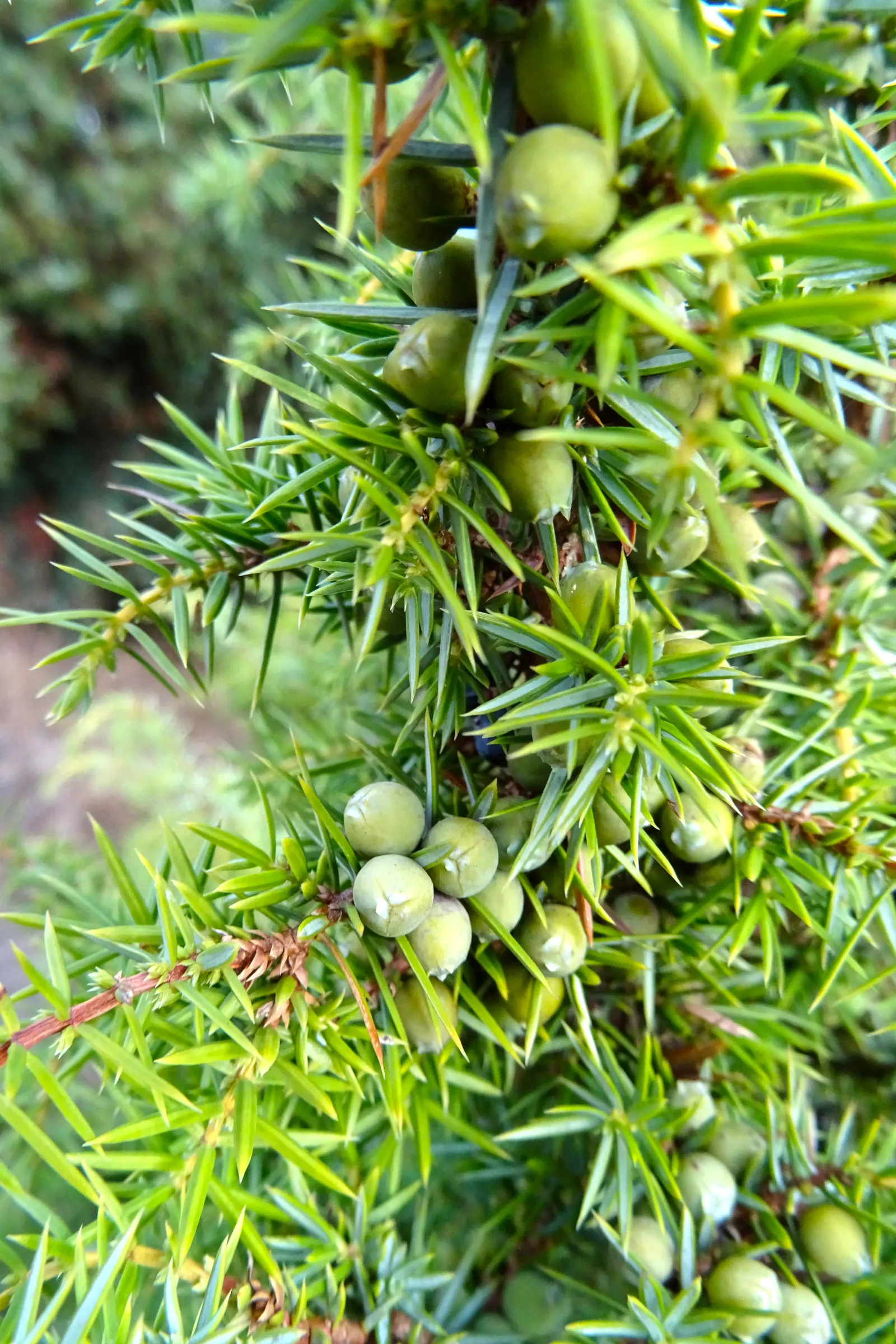 Common Columnar Juniper (Juniperus Communis 'Compressa') — commonly known as the Common Columnar Juniper