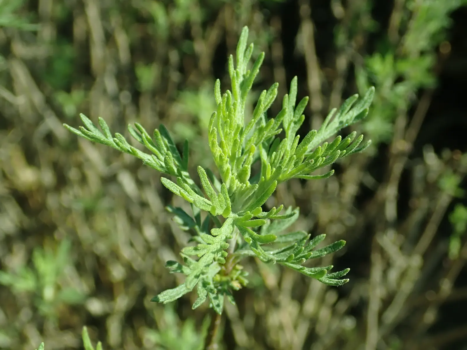 Southernwood (Artemisia Abrotanum) — Prune in spring to maintain shape and encourage dense growth