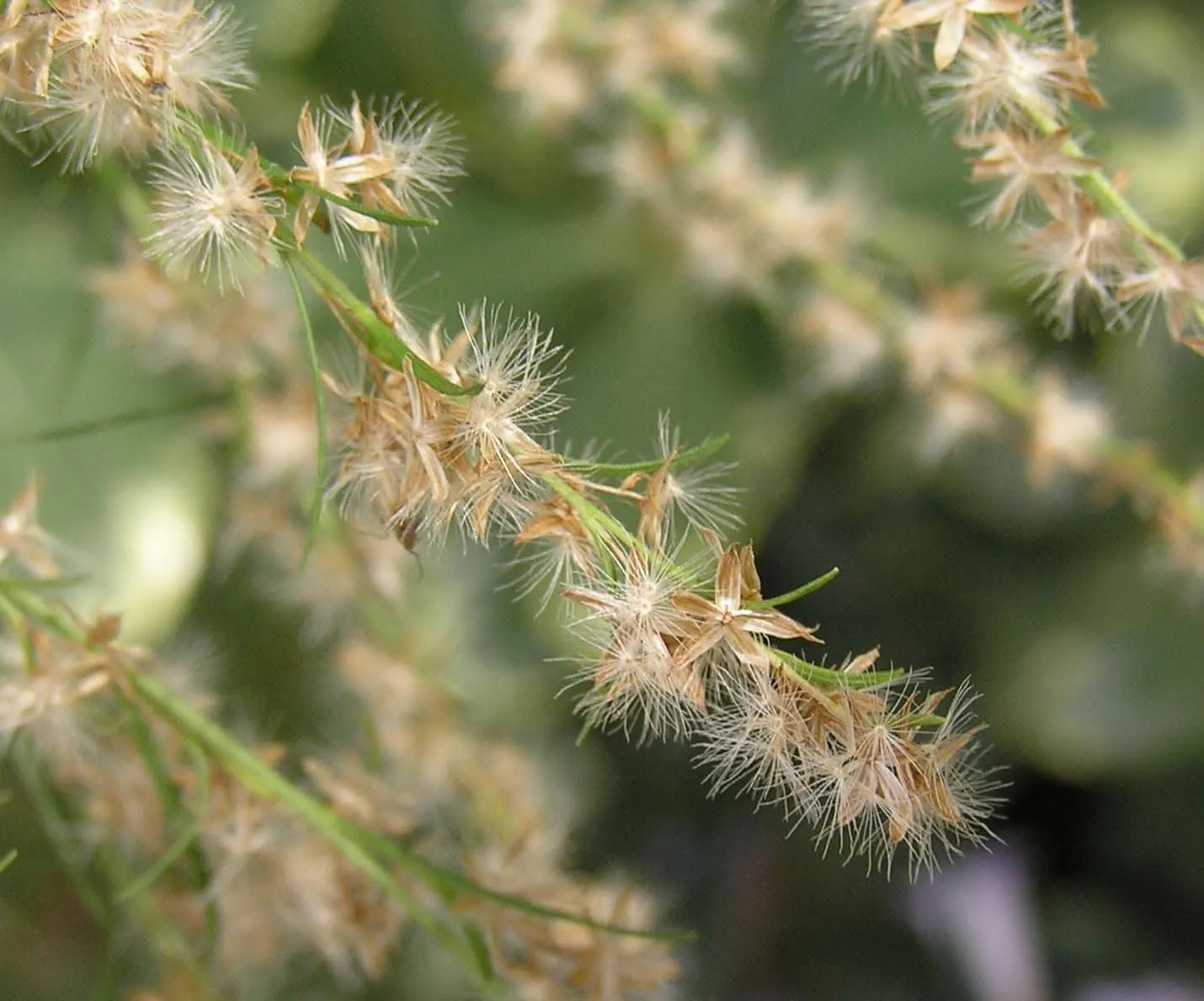 Southernwood (Artemisia Abrotanum) — which release a lemony fragrance when brushed or crushed